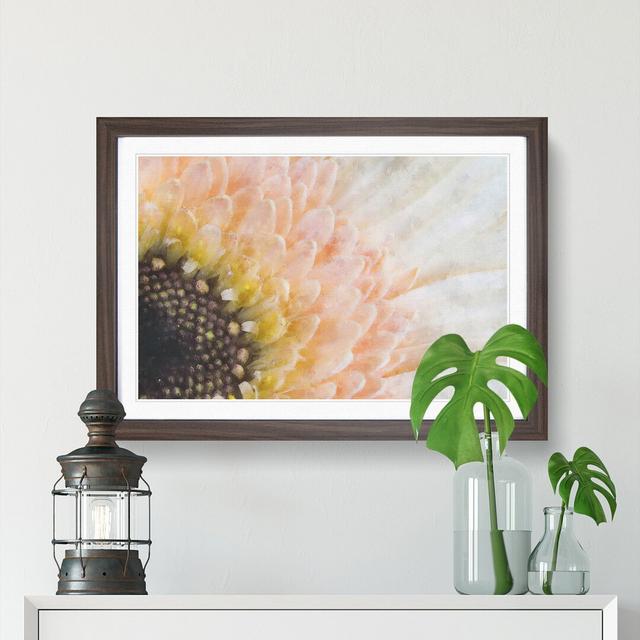 Petals of a Pink Gerbera Flower - Picture Frame Graphic Art Print East Urban Home Size: 24cm H x 33cm W x 2cm D, Format: Walnut on Productcaster.