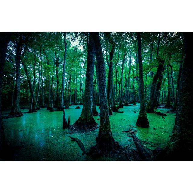 Spooky Swamps by Zodebala - Wrapped Canvas Print Alpen Home Size: 51cm H x 76cm W x 3.8cm D on Productcaster.