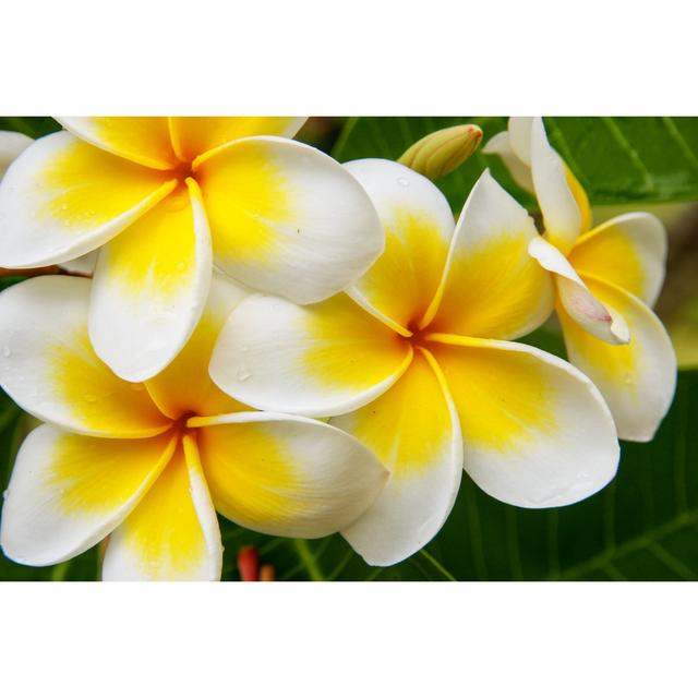 Potton Plumeria Flowers - Print Pergo Classics Size: 61cm H x 91cm W x 3.8cm D on Productcaster.