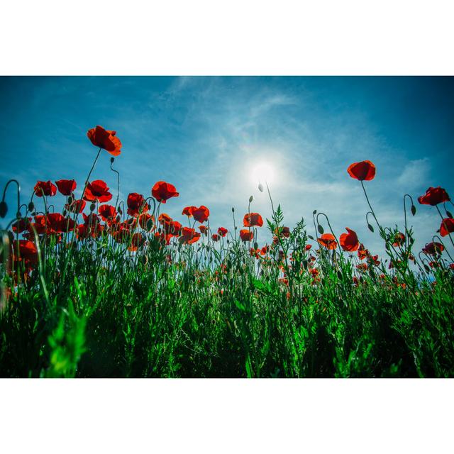 Red Poppy Field by Hannatverdokhlib - Wrapped Canvas Print Marlow Home Co. Size: 61cm H x 91cm W on Productcaster.