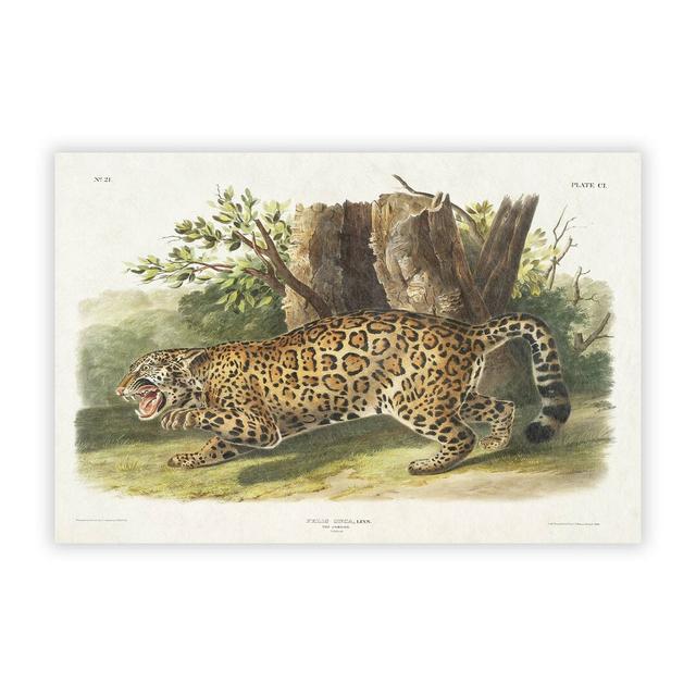 Jaguar by J.W. Audubon - No Frame Painting East Urban Home Size: 29.7 cm H x 42 cm W on Productcaster.