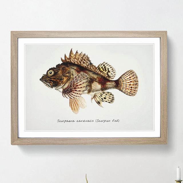 Illustration of a Scorpion Fish by F.E. Clarke - Picture Frame Graphic Art Print on MDF East Urban Home Frame Option: Oak Framed, Size: 27cm H x 36cm on Productcaster.