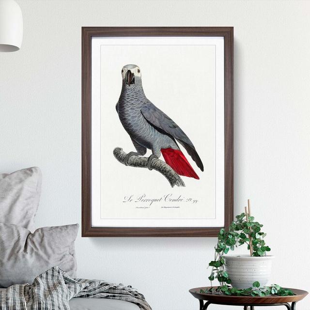 The Grey Parrot by F. Levaillant - Picture Frame Painting Print East Urban Home Frame Option: Walnut Framed, Size: 36cm H x 27cm W x 2cm D on Productcaster.