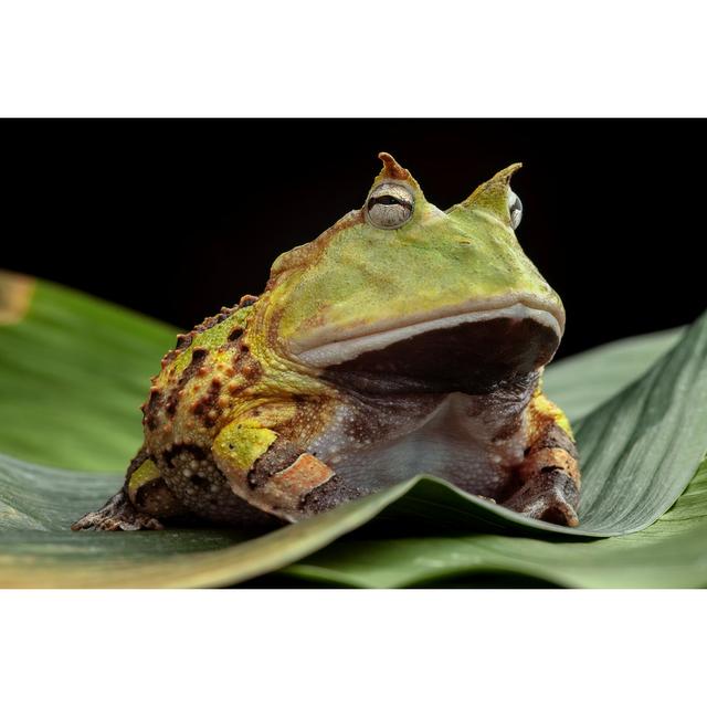 Green Horned Toad Resting on Leaves by Kikkerdirk - Wrapped Canvas Photograph Bay Isle Home Size: 81cm H x 122cm W x 3.8cm D on Productcaster.