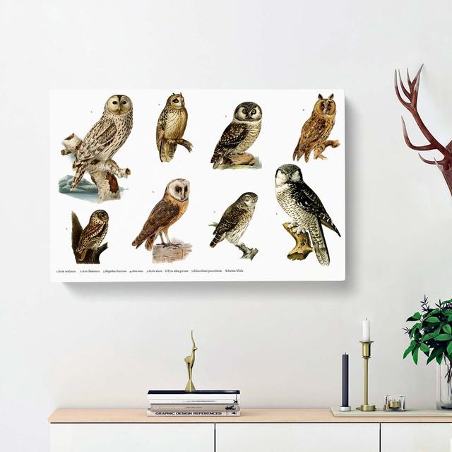 Owl Illustrations by Von Wright - Wrapped Canvas Painting Print East Urban Home Size: 35cm H x 50cm W x 3cm D on Productcaster.