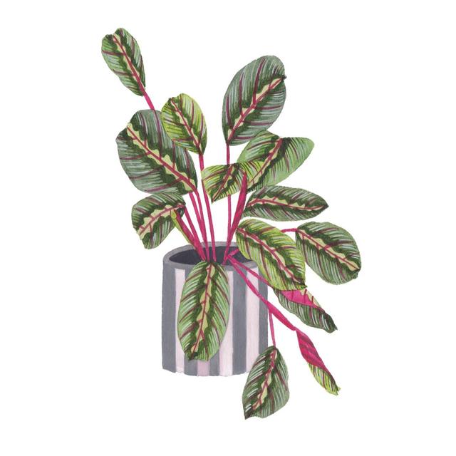 Prayer Plant I by Melissa Wang - Wrapped Canvas Painting Rosalind Wheeler Size: 30cm H x 20cm W x 3.8cm D on Productcaster.