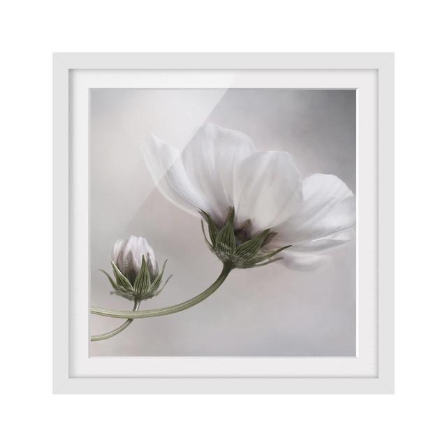 Simple Cosmos - Picture Frame Graphic Art Print on Paper East Urban Home Frame Options: Matt White, Size: 50cm H x 50cm W x 2cm D on Productcaster.