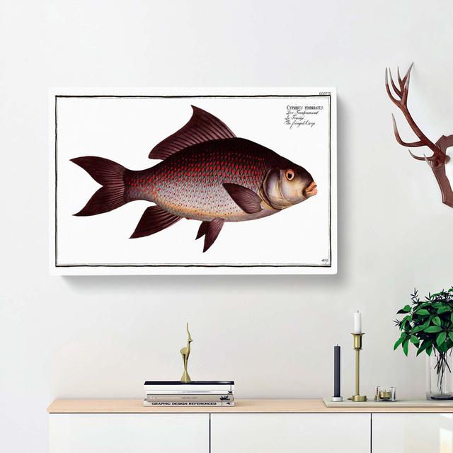 Fringed Carp Fish by M.E. Bloch - Wrapped Canvas Painting Pint East Urban Home Size: 50cm H x 76cm W x 3cm D on Productcaster.