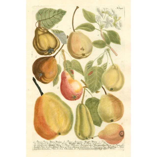 Plentiful Pears II by Johann Weinmann - Wrapped Canvas Painting Brambly Cottage Size: 30cm H x 20cm W on Productcaster.