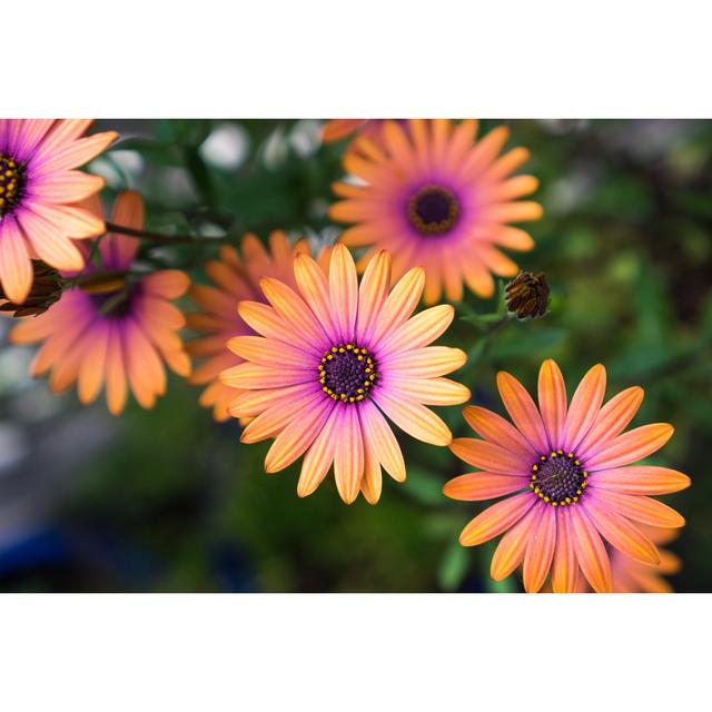 African Daisy - Wrapped Canvas Print 17 Stories Size: 20cm H x 30cm W on Productcaster.