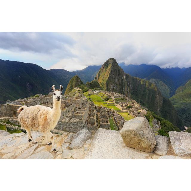 Llama Standing by Donyanedomam - Wrapped Canvas Print Alpen Home Size: 81cm H x 122cm W x 3.8cm D on Productcaster.