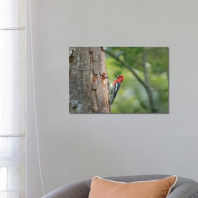 USA, WA. Red-Breasted Sapsucker (Sphyrapicus Ruber) Mated Pair at Their Nest in a Red Alder Snag. by Gary Luhm - Wrapped Canvas Photograph Latitude Ru on Productcaster.