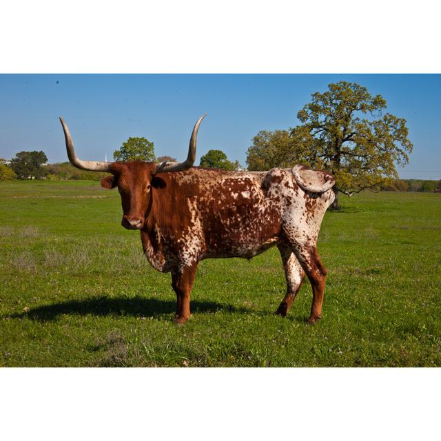 Texas Longhorn - Wrapped Canvas Photograph Brambly Cottage Size: 30cm H x 46cm W x 3.8cm D on Productcaster.