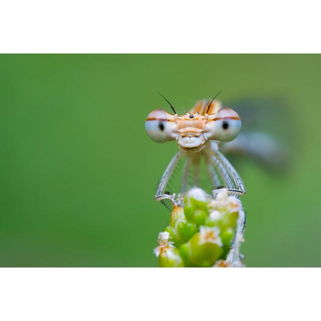 Maytham Damselfly by Erhandayi - Wrapped Canvas Photograph World Menagerie Size: 61cm H x 91cm W x 3.8cm D on Productcaster.