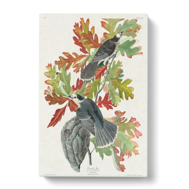 Canada Jay Birds by John Audubon - Wrapped Canvas Painting Print East Urban Home Size: 50cm H x 35cm W x 3cm D on Productcaster.