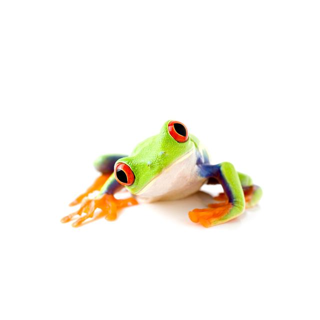 Frog Is Curious by Alptraum - Wrapped Canvas Photograph 17 Stories Size: 61cm H x 91cm W on Productcaster.