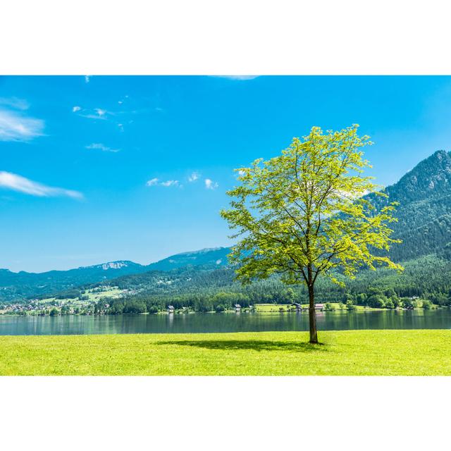 Einzelner Baum am Wasser von CHUNYIP WONG - Druck 17 Stories Größe: 50 cm H x 75 cm B on Productcaster.