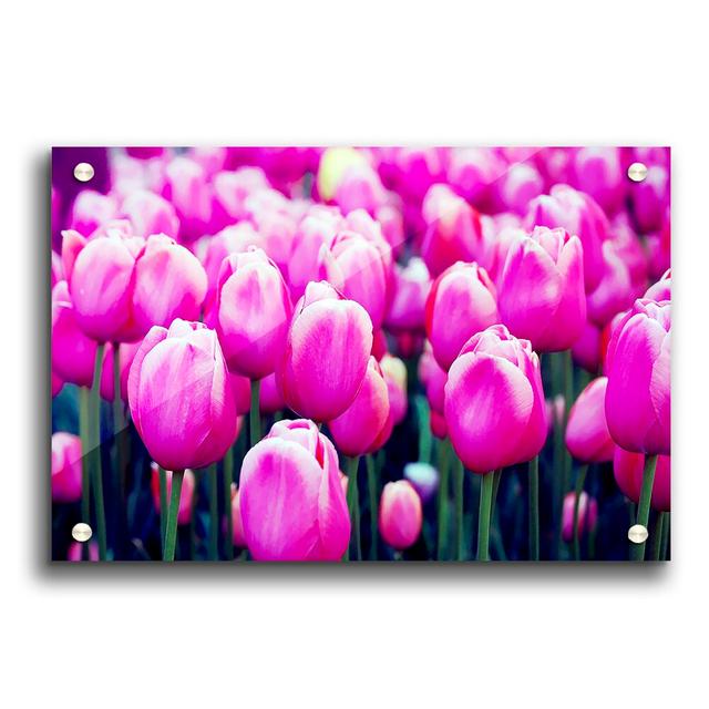 A Field of Pink Tulips Flowers - Unframed Photograph Print on Acrylic East Urban Home Size: 84.1cm H x 118.9cm W on Productcaster.