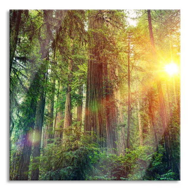 Glasbild Wald bei Sonnenlicht Alpen Home Größe: 70 cm H x 70 cm B x 0,4 cm T on Productcaster.