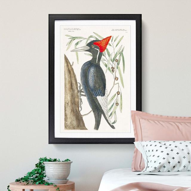 Ivory-Billed Woodpecker by Mark Catesby - Picture Frame Painting Print East Urban Home Size: 48cm H x 36cm W x 2cm D, Format: Black Framed on Productcaster.