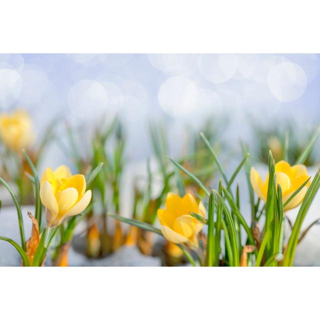 Early Spring Crocus Flowers In Snow Close-up by Viorika - No Frame Art Prints on Canvas 17 Stories Size: 120cm H x 80cm W on Productcaster.