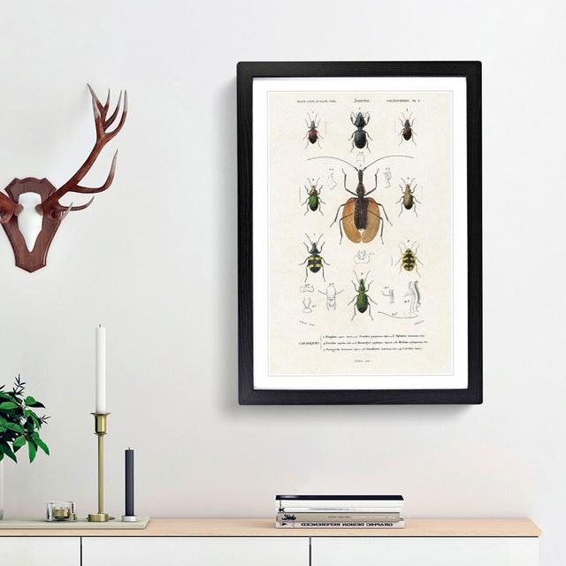 Beetle Illustrations PL.2 by Charles d'Orbigny - Picture Frame Graphic Art Print on Paper East Urban Home Size: 63cm H x 45cm W x 2cm D, Frame Option: on Productcaster.