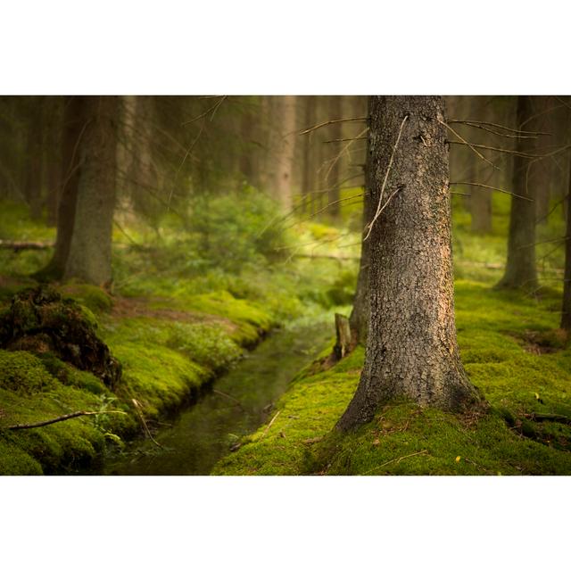 Magic Forest by PinkBadger - Wrapped Canvas Print Alpen Home Size: 81cm H x 122cm W x 3.8cm D on Productcaster.