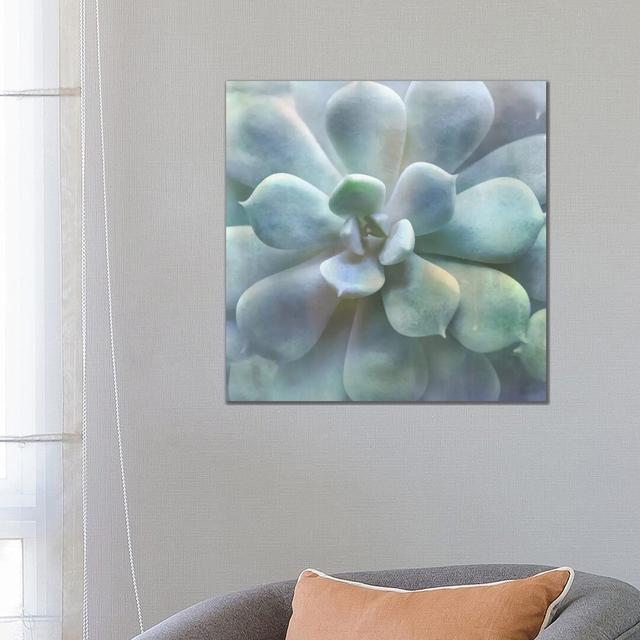 Soft Succulent II by Irene Weisz - Wrapped Canvas Graphic Art World Menagerie Size: 66.04cm H x 66.04cm W x 3.81cm D on Productcaster.