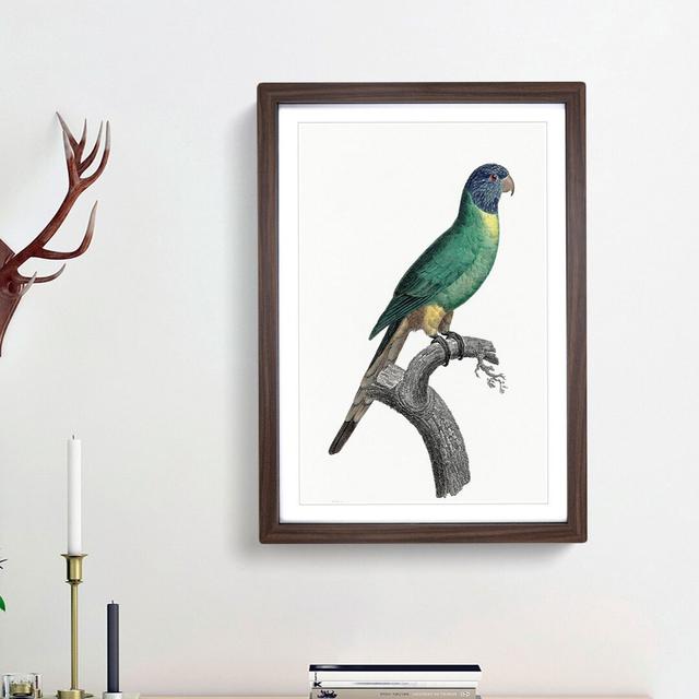 Blue Crowned Parakeet by F. Levaillant - Picture Frame Painting Print East Urban Home Size: 65cm H x 48cm W x 2cm D, Frame Option: Walnut Framed on Productcaster.