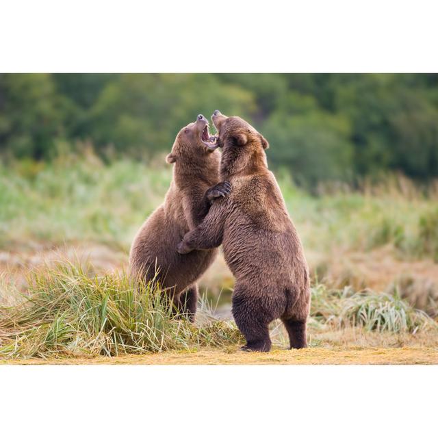 Grizzly Bears Sparring - Print Alpen Home Size: 30cm H x 46cm W on Productcaster.