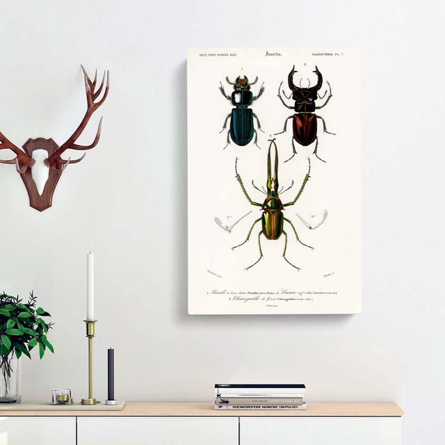 Beetle Illustrations PL.7 by Charles d'Orbigny - Wrapped Canvas Painting East Urban Home Size: 76cm H x 50cm W x 3cm D on Productcaster.