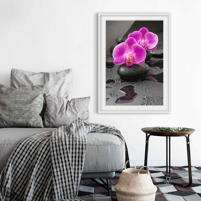 Pink Orchid Flowers on Stones with Drops - Picture Frame Graphic Art Bloomsbury Market Size: 70cm H x 50cm W x 2cm D, Frame Option: White on Productcaster.