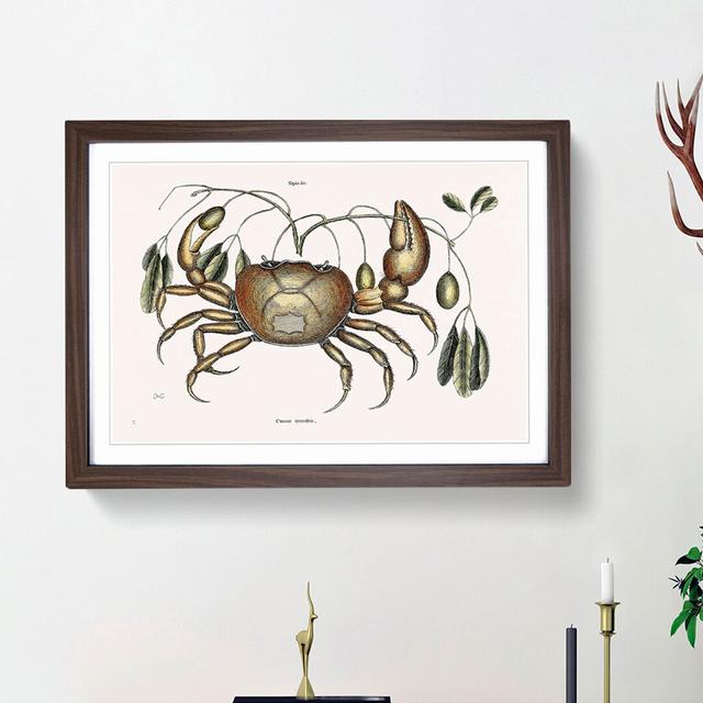 Land Crab by Mark Catesby - Picture Frame Painting Print East Urban Home Frame Option: Walnut Framed, Size: 36cm H x 48cm W x 2cm D on Productcaster.