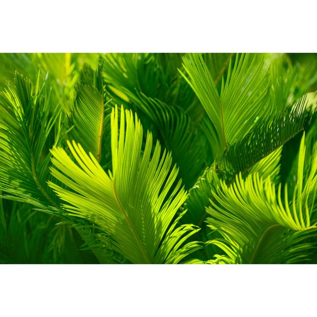 Palm Leaf Background by Jasmina007 - Print 17 Stories Size: 20cm H x 30cm W on Productcaster.