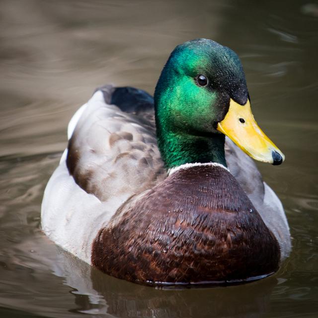 Mallard II by Abzerit - Wrapped Canvas Print Ebern Designs Size: 51cm H x 51cm W x 3.8cm D on Productcaster.