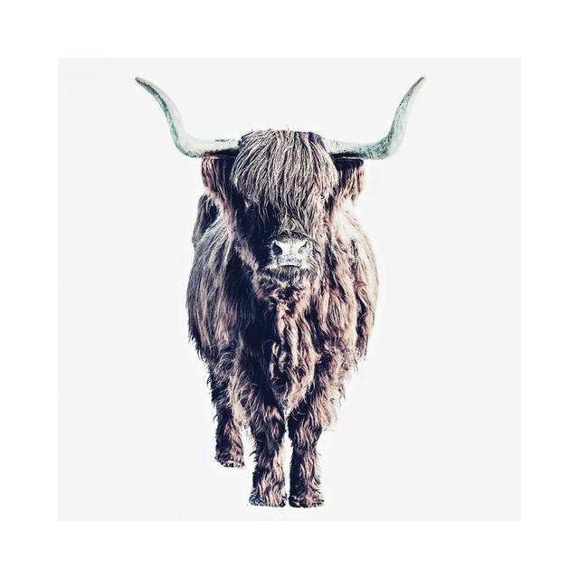 Highland Cattle Colin White Square by Monika Strigel - Wrapped Canvas Graphic Art Natur Pur Size: 45.72cm H x 45.72cm Wx 1.91cm D on Productcaster.