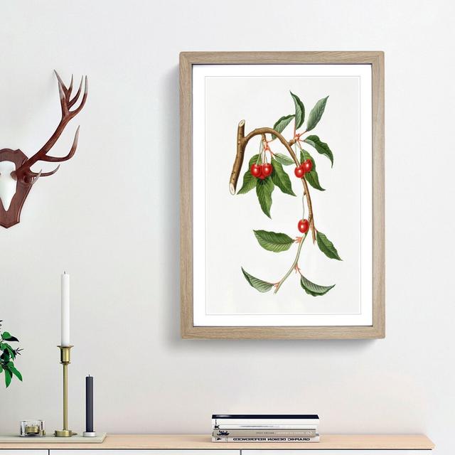 Sour Cherries by Giorgio Gallesio - Picture Frame Painting Print East Urban Home Frame Option: Oak Framed, Size: 48cm H x 36cm W x 2cm D on Productcaster.