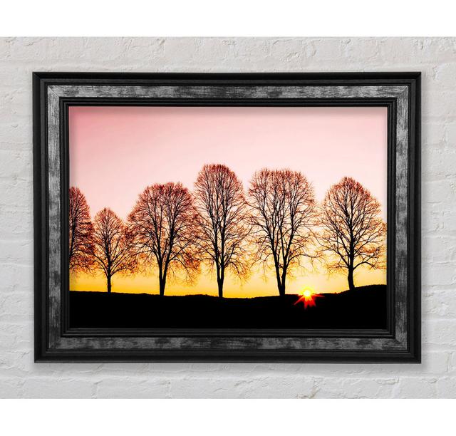 Beech Trees At Sunrise - Print Bright Star Size: 84.1cm H x 142.2cm W x 8cm D on Productcaster.