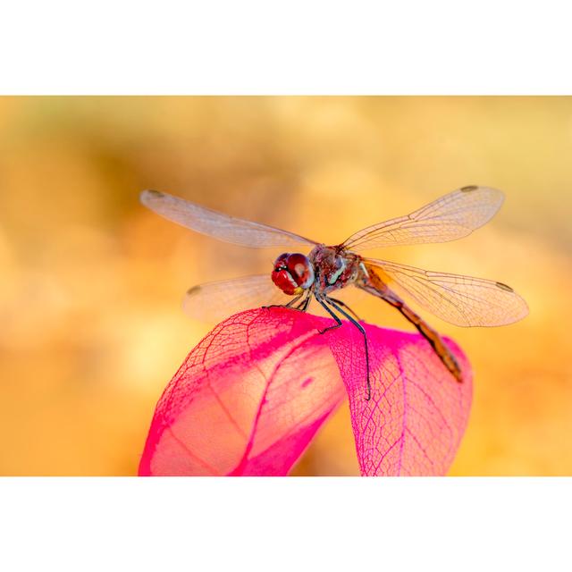 Willsboro Dragonfly Sitting On Flower by Darkdiamond67 - Wrapped Canvas Photograph Latitude Run Size: 61cm H x 91cm W x 3.8cm D on Productcaster.