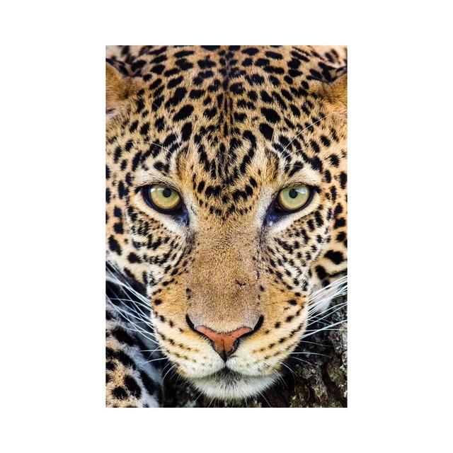 Close up of Cheetah, Ngorongoro Conservation Area, Tanzania, Africa - Wrapped Canvas Photograph Latitude Vive Size: 66.04cm H x 45.72cm W x 3.81cm D on Productcaster.