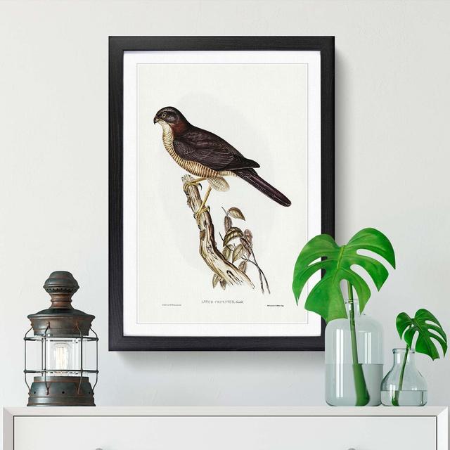 West Australian Goshawk by Elizabeth Gould - Picture Frame Painting Print East Urban Home Size: 36cm H x 27cm W x 2cm D, Frame Option: Black Framed on Productcaster.