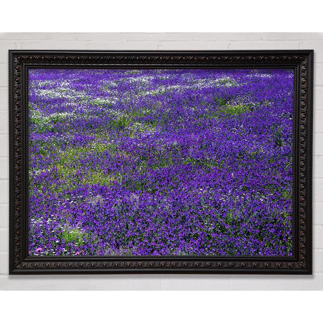 Field Of Purple Flowers - Single Picture Frame Art Prints Bright Star Size: 84.1cm H x 118.9cm W on Productcaster.