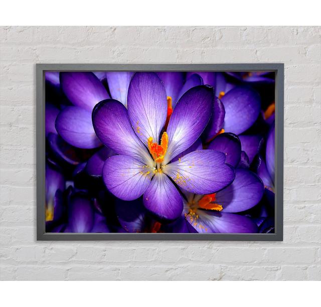 Crocuses Purple - Single Picture Frame Art Prints on Canvas Bright Star Size: 100cm H x 141.4cm W x 3.3cm D on Productcaster.