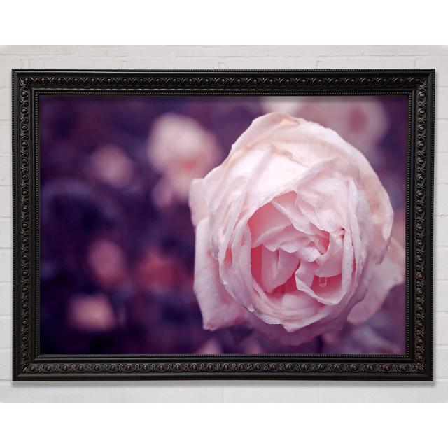 Delicate Pink Dew Rose Framed Print Bright Star Size: 42cm H x 59.7cm W on Productcaster.