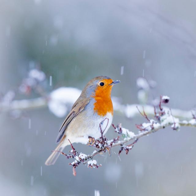 Robin Christmas Card by Andrew_Howe - Wrapped Canvas Print Wall Art Production Network Size: 91cm H x 91cm W x 3.8cm D on Productcaster.