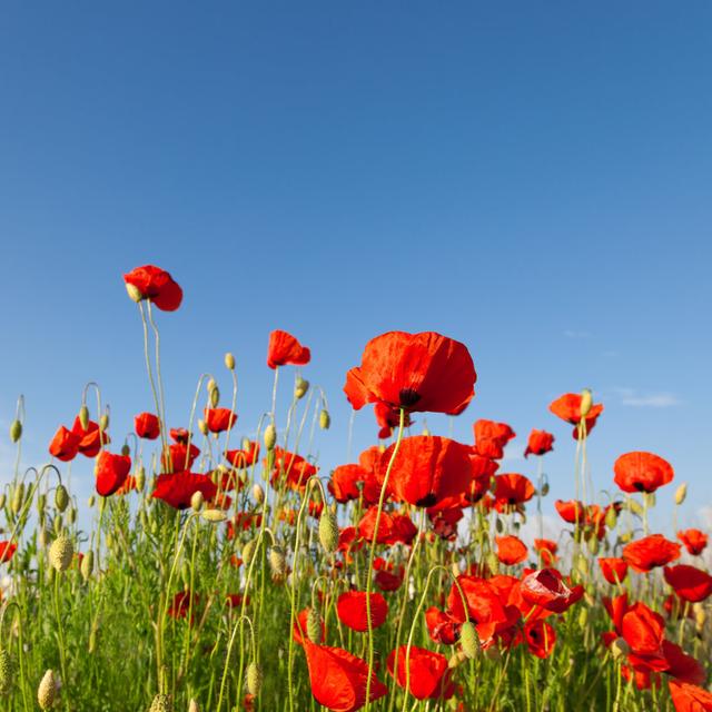 Red Poppies by Alekseysagitov - Wrapped Canvas Photograph ClassicLiving Size: 122cm H x 122cm W on Productcaster.