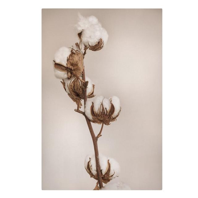 Fragile Cotton Branch by Monika Strigel - Wrapped Canvas Photograph Ebern Designs Format: 260g/m² canvas, Size: 60cm H x 40cm W on Productcaster.