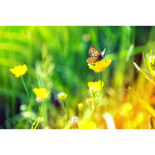 Butterfly by Amor_Kar - Wrapped Canvas Print 17 Stories Size: 30cm H x 46cm W on Productcaster.