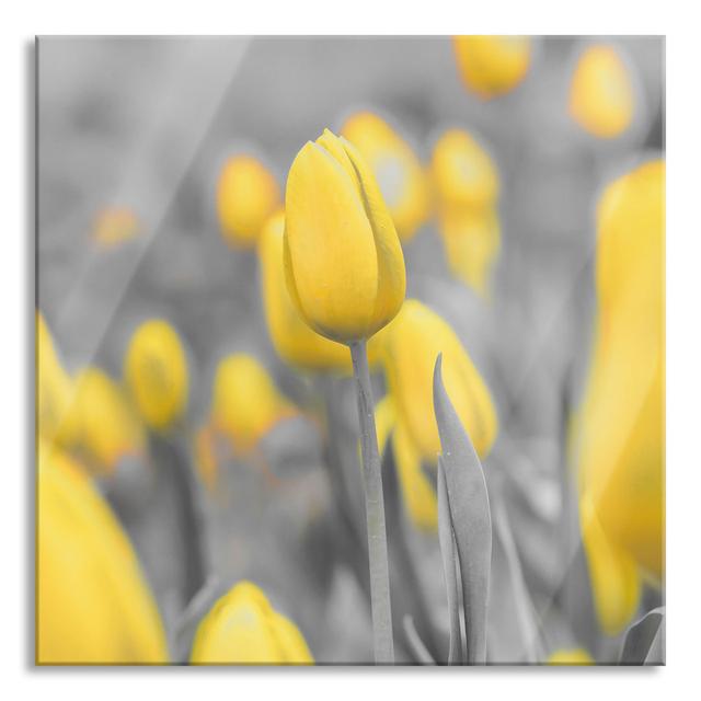 Yellow Sea of Tulips - Unframed Photograph on Glass Brayden Studio Size: 70cm H x 70cm W x 0.4cm D on Productcaster.