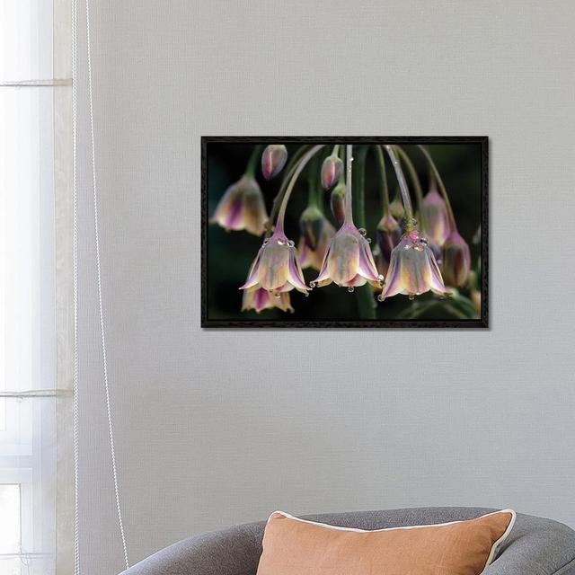 Dew Bells by Jacky Parker - Gallery-Wrapped Canvas Giclée on Canvas Lark Manor Format: Black Floater Frame, Size: 45.72cm H x 66.04cm W x 3.81cm D on Productcaster.